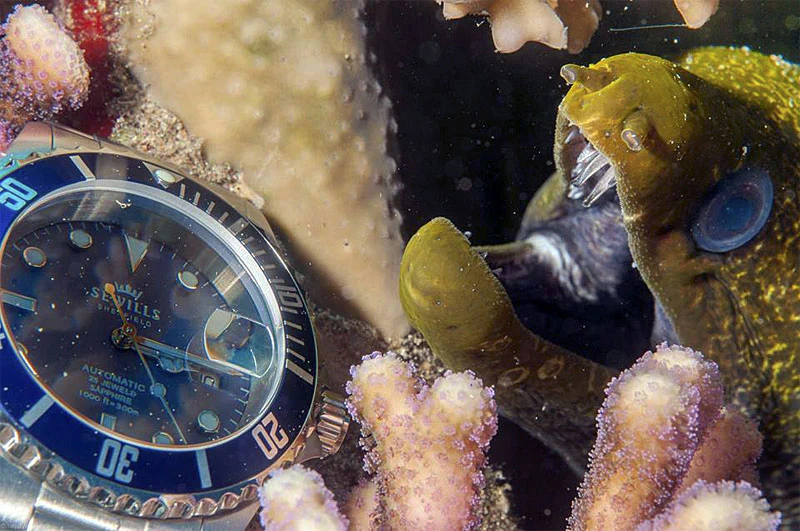 SEWILLS PROFESSIONAL DIVER PRS-44 - Image 8